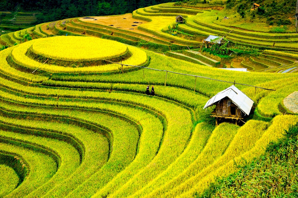 The rice terraces are not only visually stunning but also essential to the livelihoods of ethnic minority communities